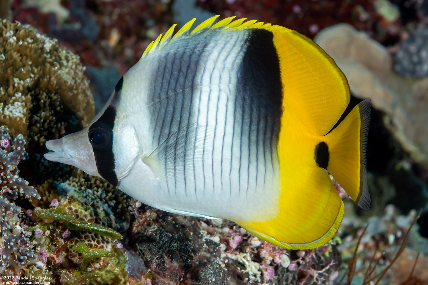 Chaetodon ulietensis (Pacific Double-Saddle Butterflyfish)
