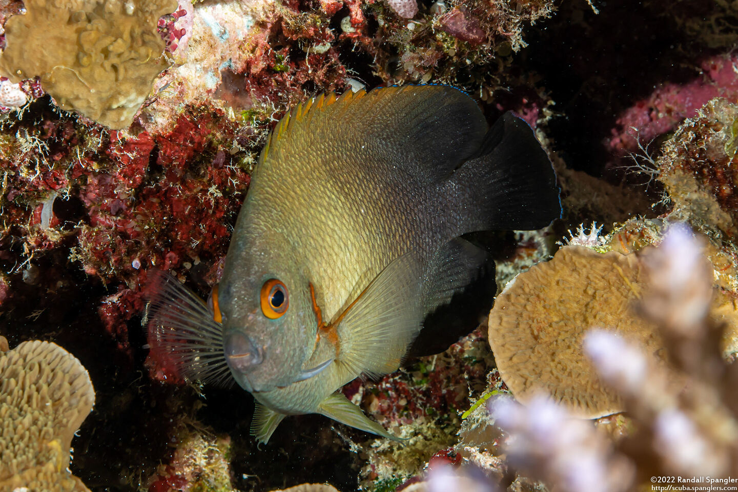 Centropyge vroliki (Pearl-Scaled Angelfish)