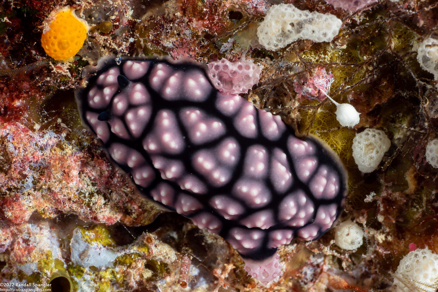 Phyllidiella pustulosa (Pustulose Phyllidia)