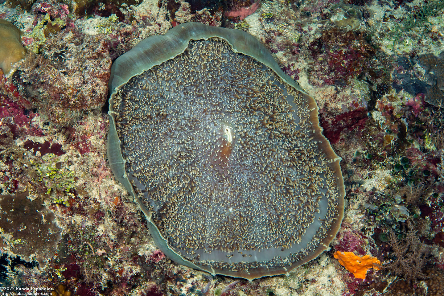 Amplexidiscus fenestrafer (Giant Cup Mushroom Coral)