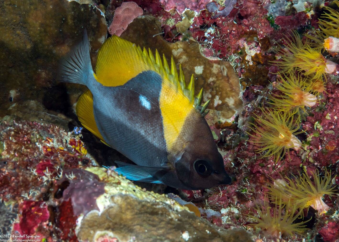 Hemitaurichthys polylepis (Pyramid Butterflyfish)