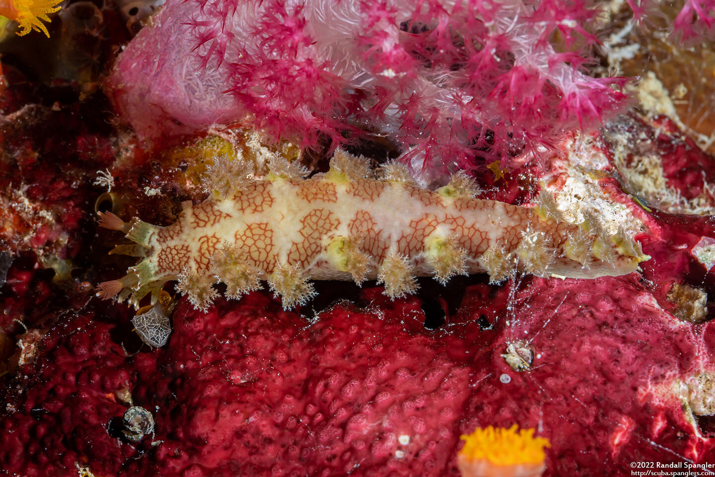 Marionia elongoreticulata (Reticulate Marionia)