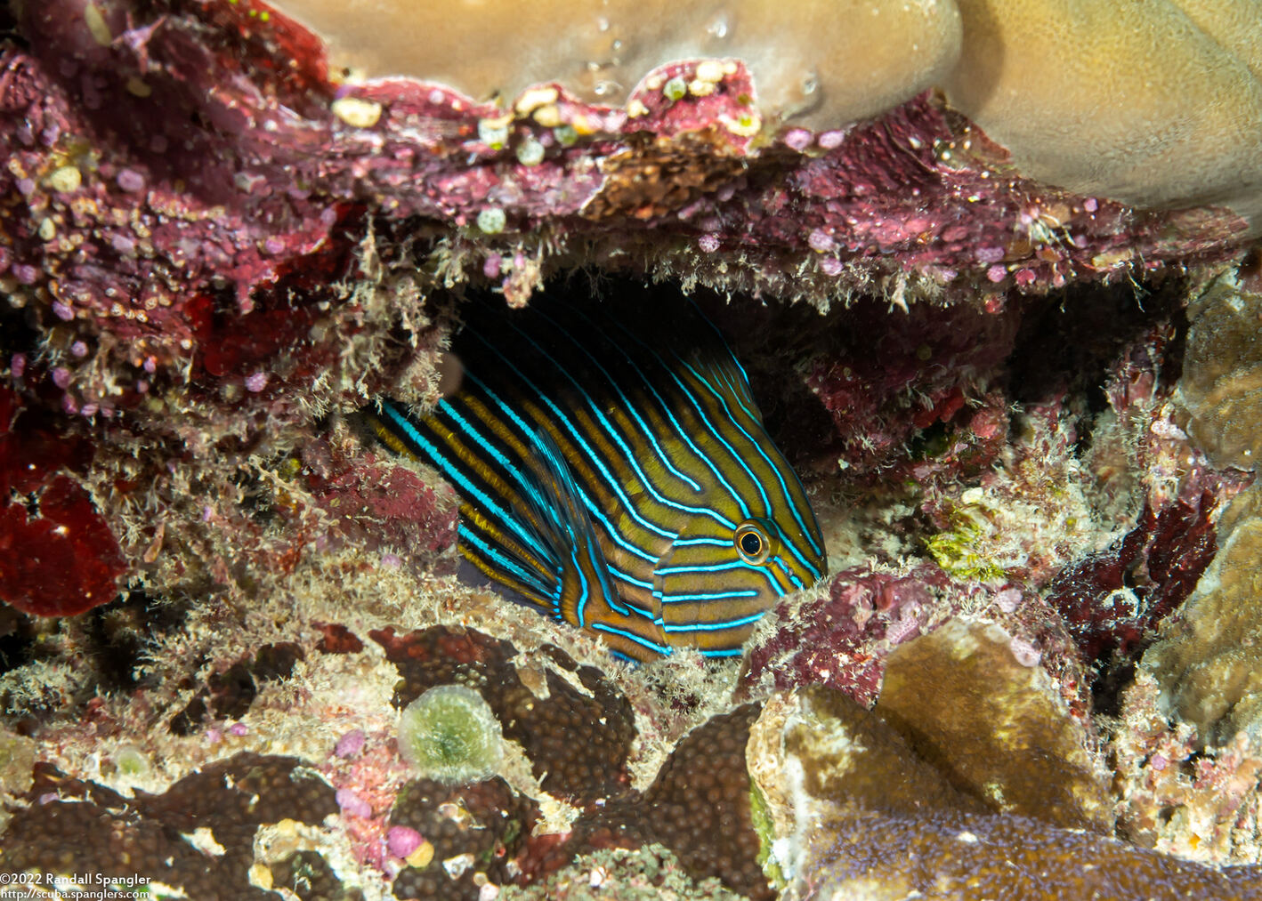Acanthurus lineatus (Striped Surgeonfish)