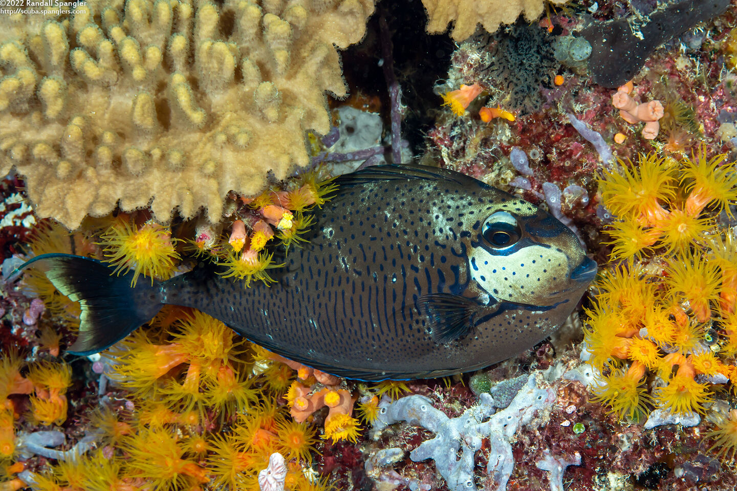 Naso vlamingii (Bignose Unicornfish)