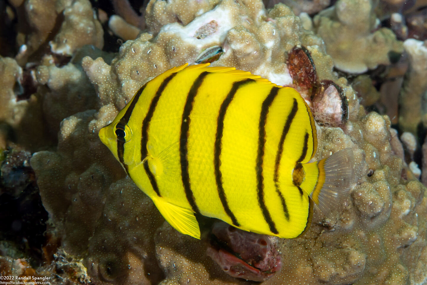 Chaetodon octofasciatus (Eight-Banded Butterflyfish)