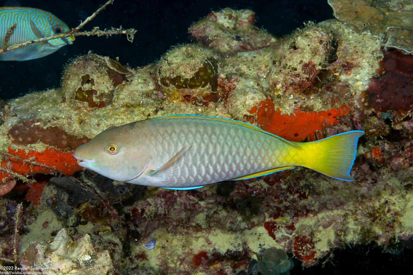 Hipposcarus longiceps (Pacific Longnose Parrotfish)