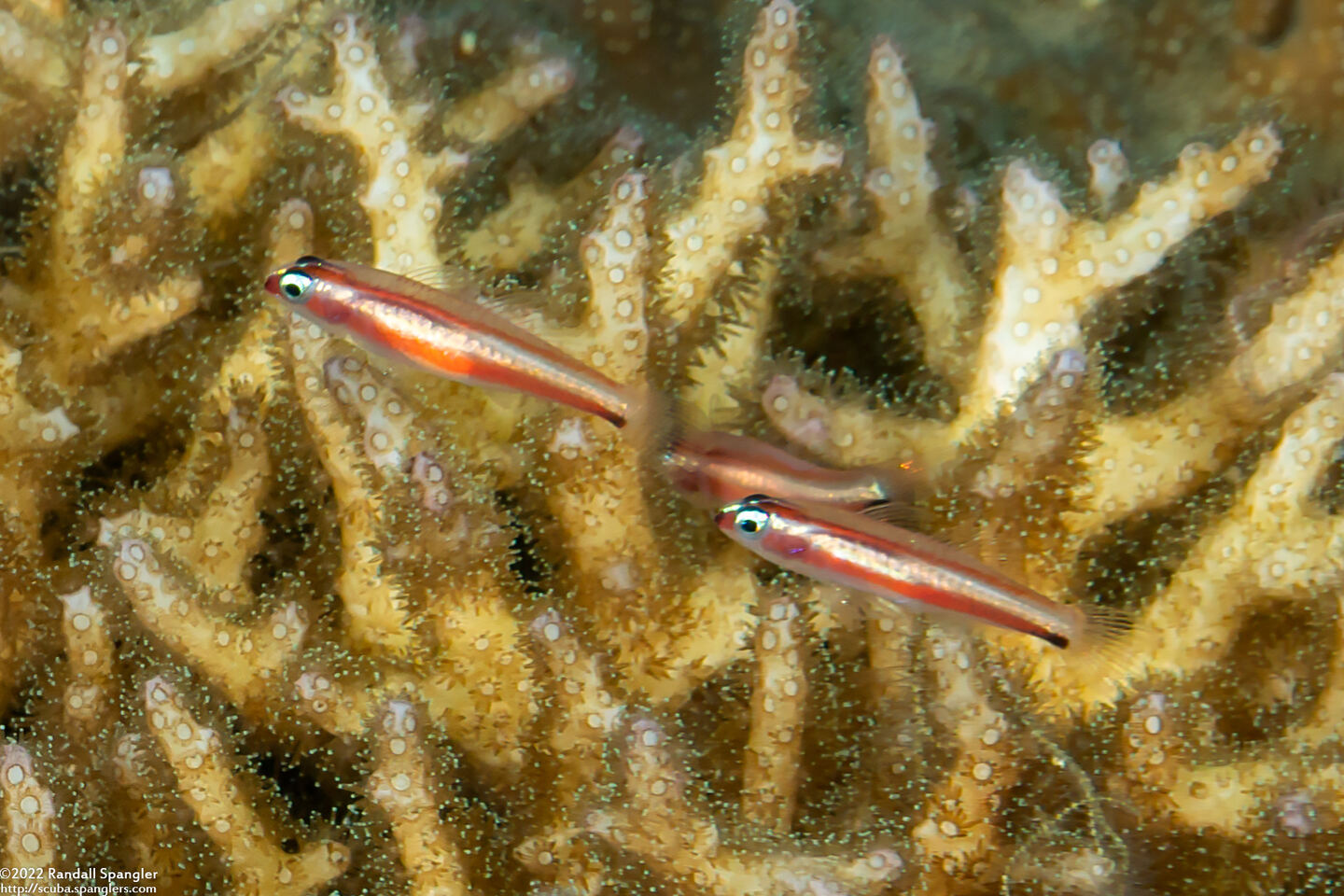 Eviota bifasciata (Twostripe Dwarfgoby)
