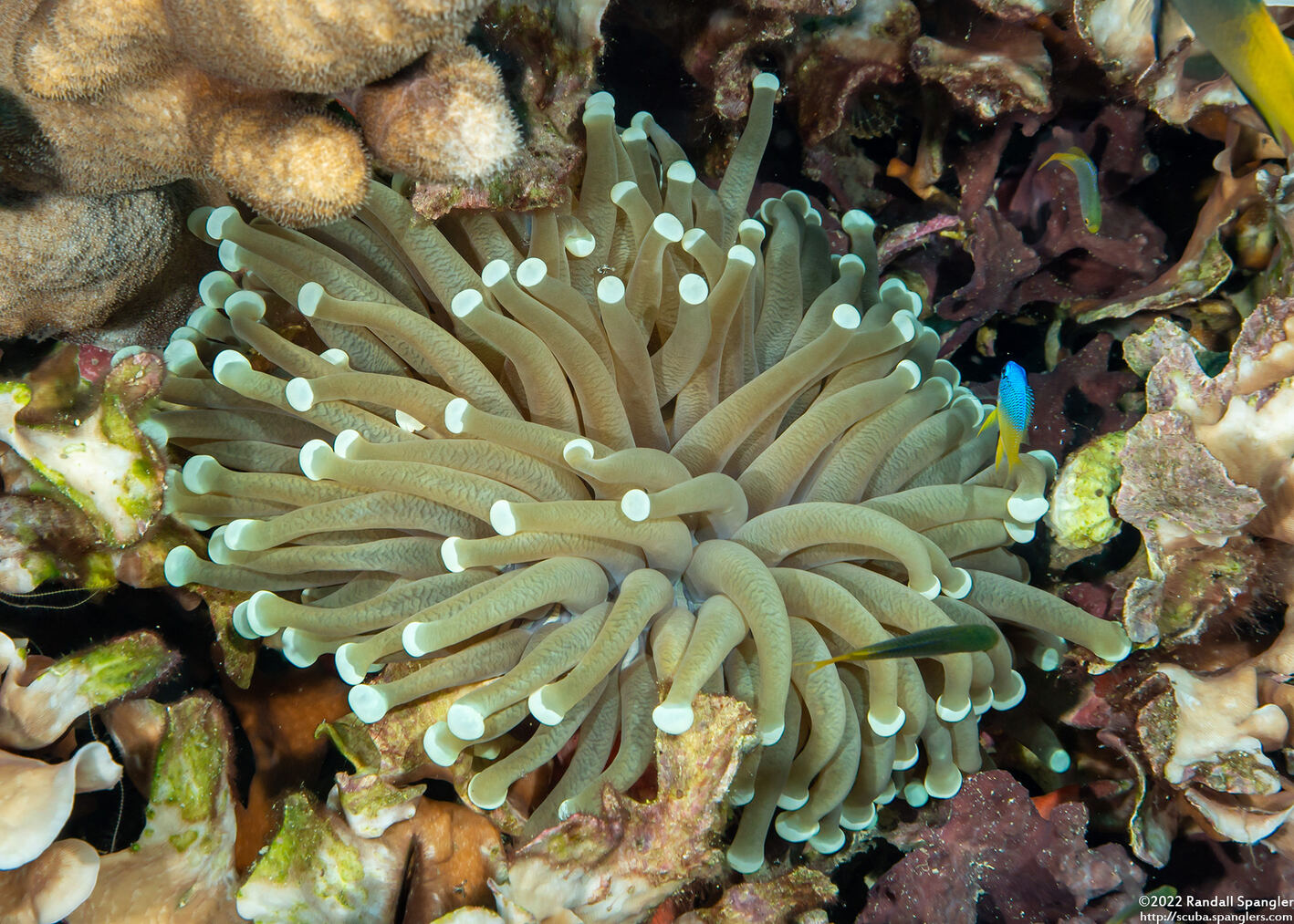 Euphyllia glabrescens (Euphyllia Glabrescens)