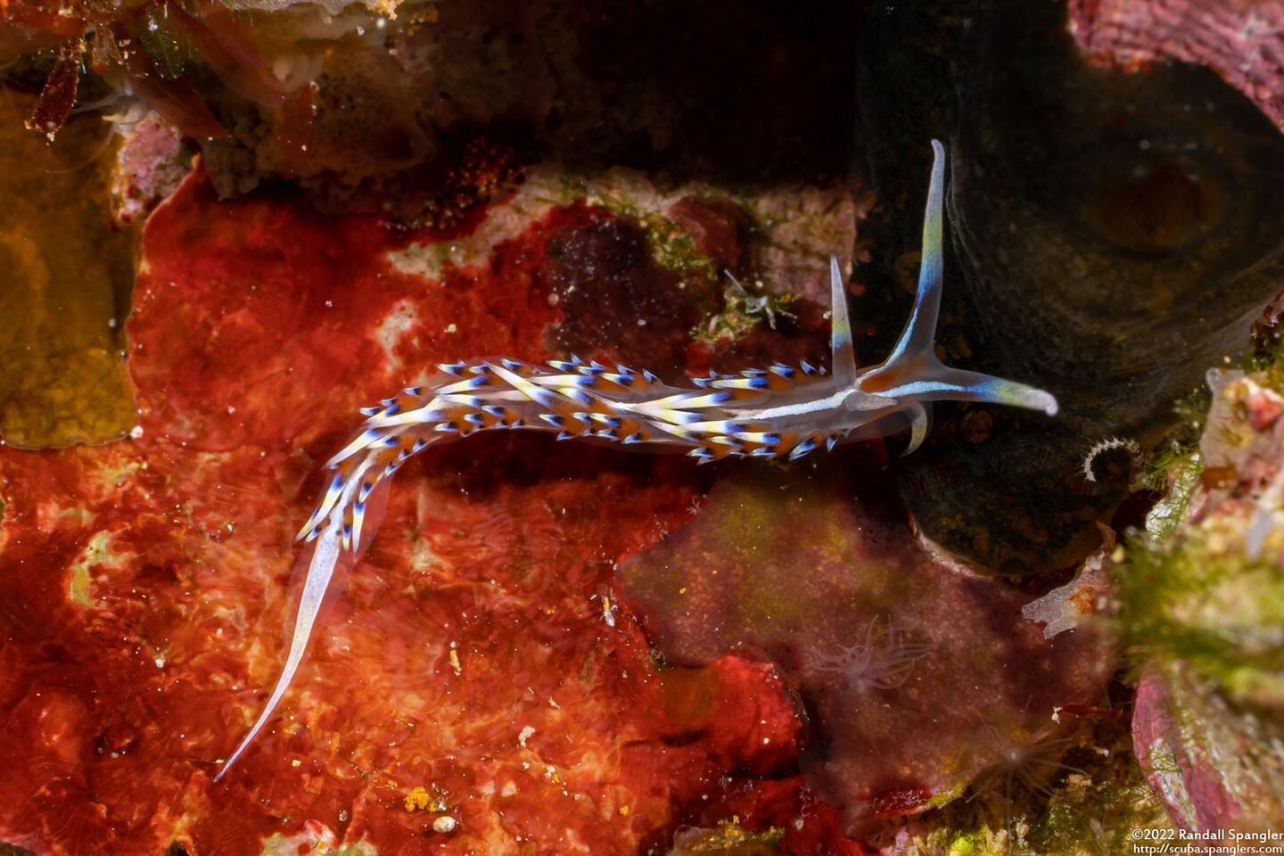 Caloria indica (Indian Caloria)