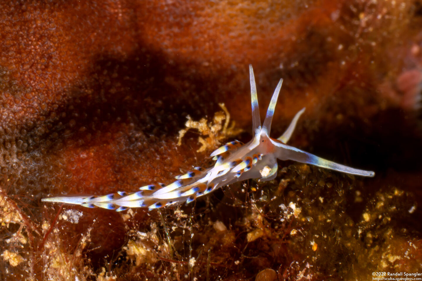 Caloria indica (Indian Caloria)