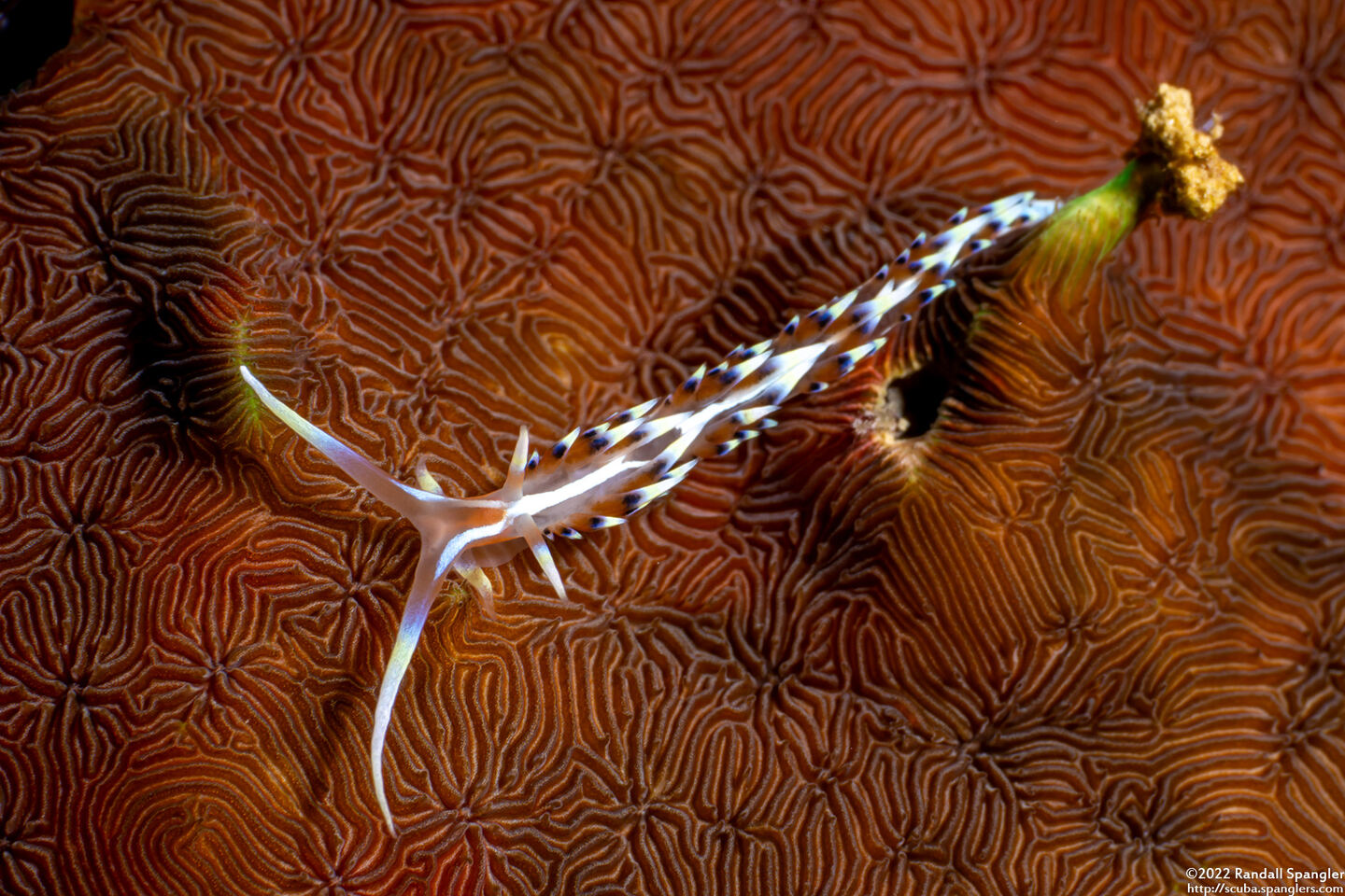 Caloria indica (Indian Caloria)