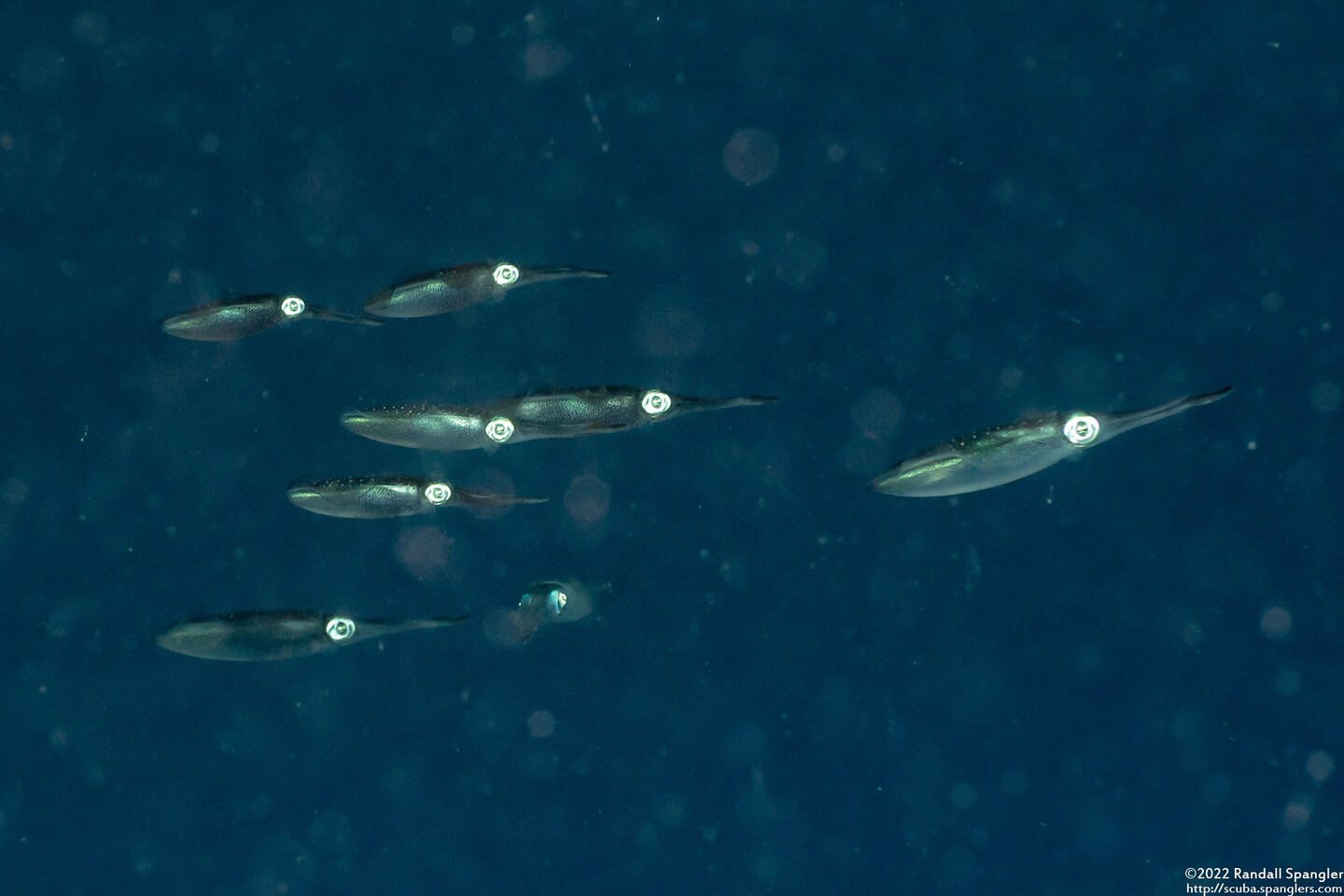 Sepioteuthis lessoniana (Bigfin Reef Squid)