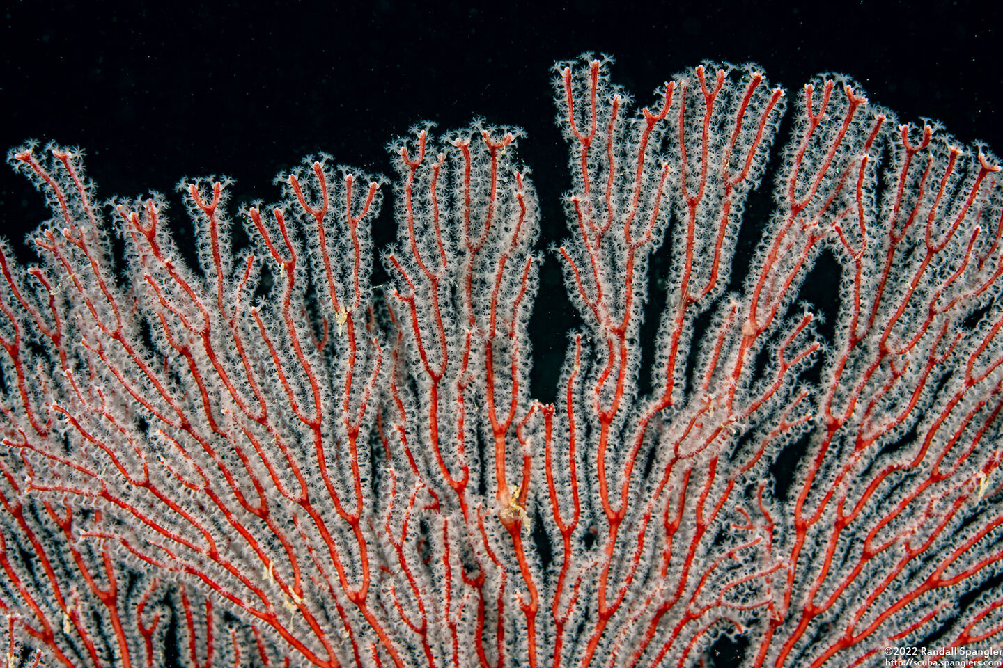 Melithaea sp.1 (Melithaea sp.1)