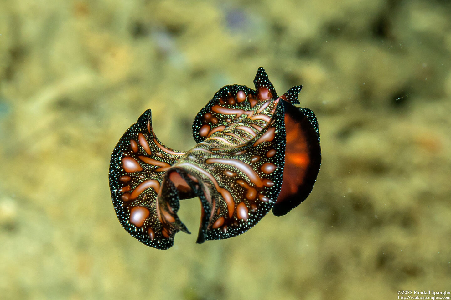 Pseudobiceros bedfordi (Persian Carpet Flatworm)