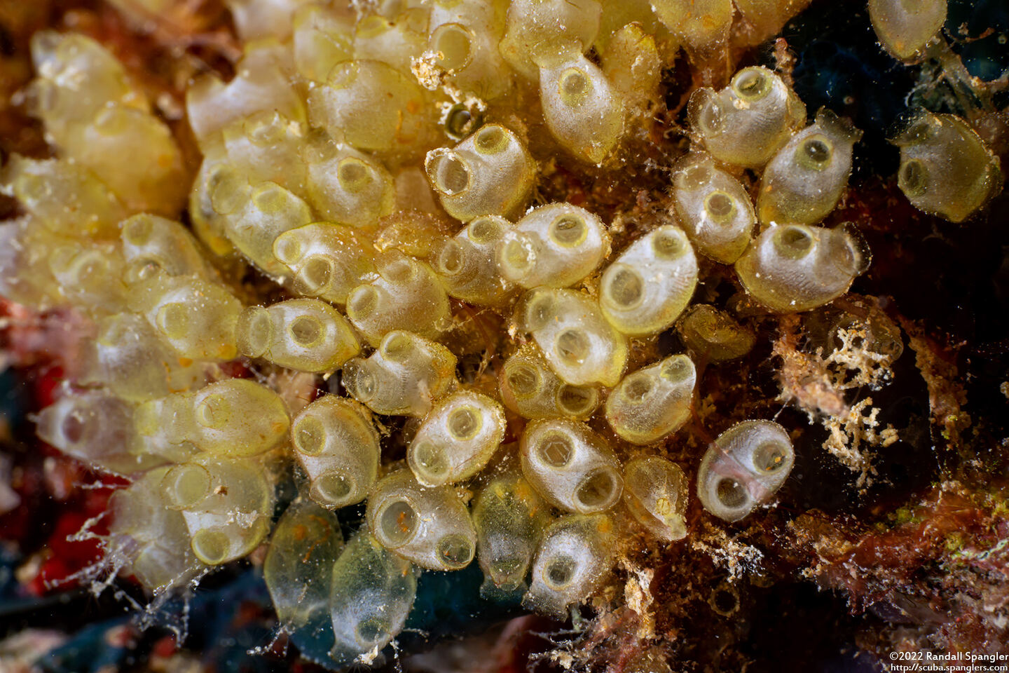 Clavelina sp.2 (Clavelina sp.2)