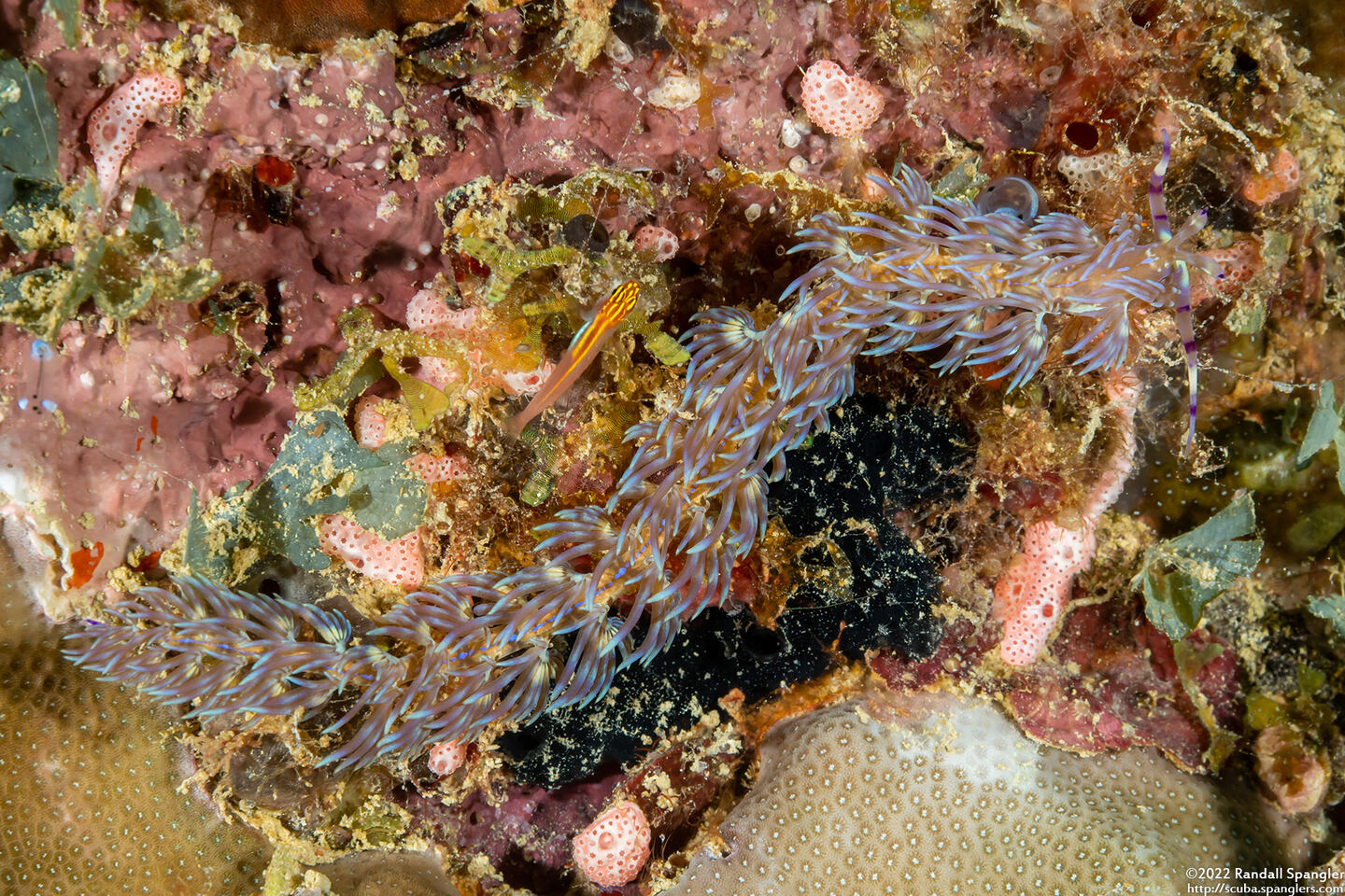 Pteraeolidia semperi (Blue Dragon Nudibranch)