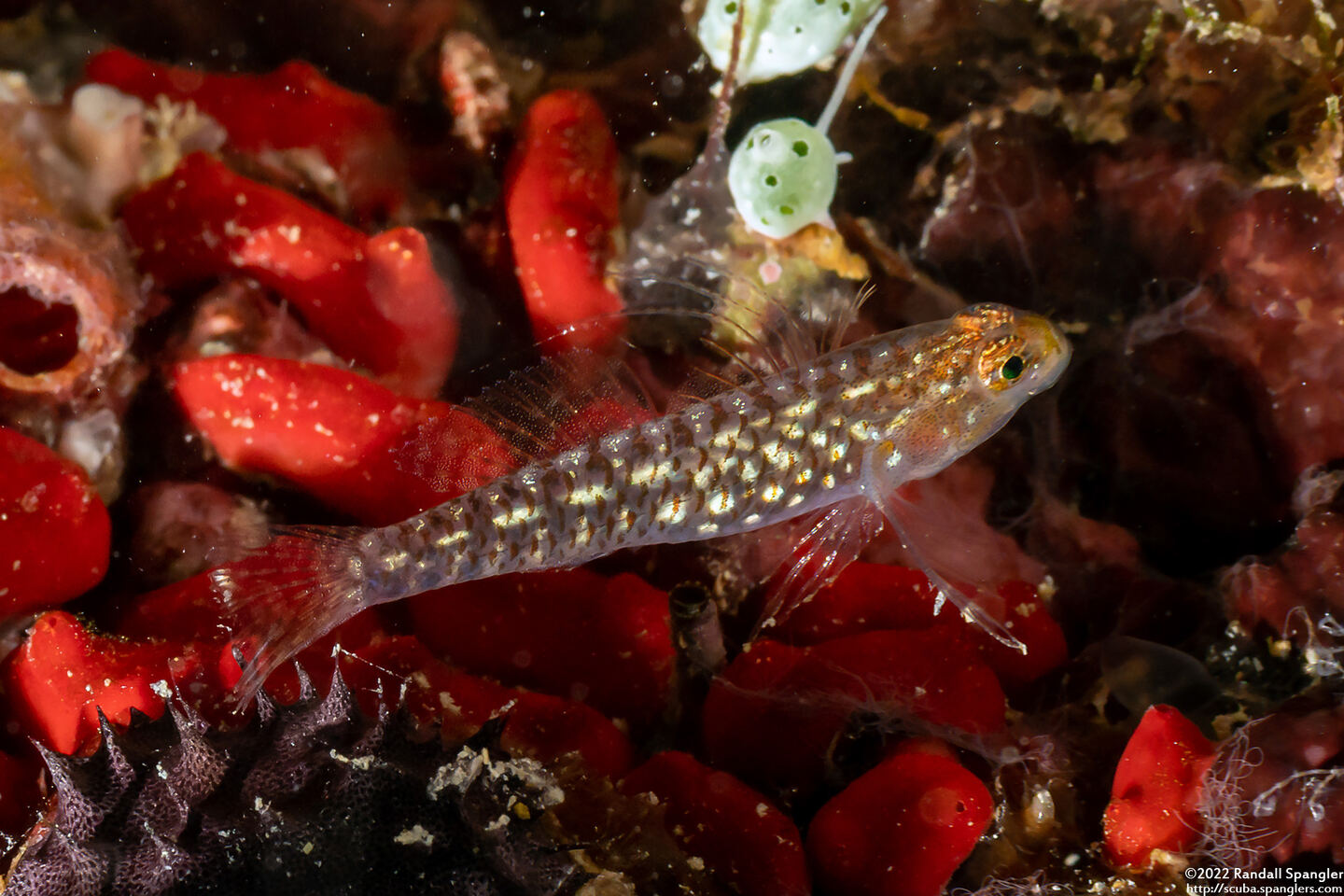 Eviota storthynx (Storthynx Dwarfgoby)