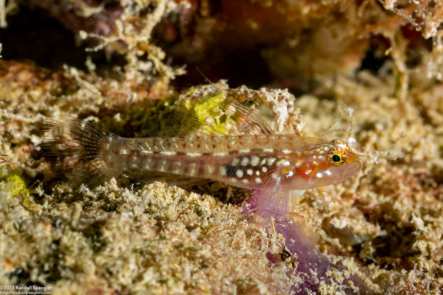 Eviota storthynx (Storthynx Dwarfgoby)