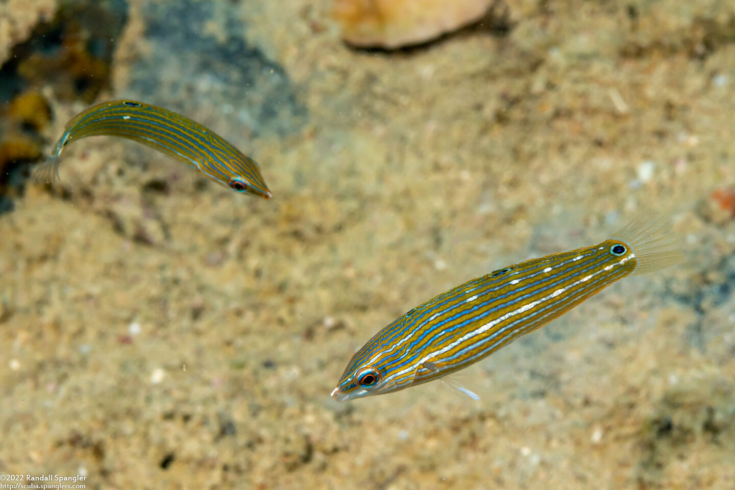 Halichoeres melanurus (Pinstriped Wrasse)