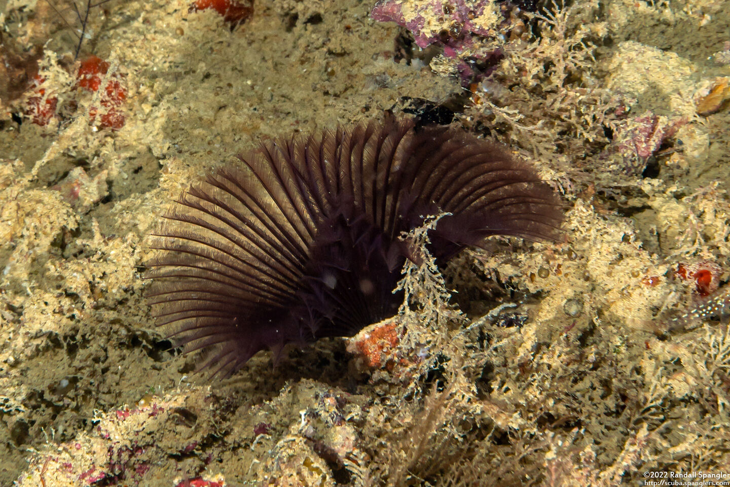 Sabellastarte sp.1 (Feather Duster Worm)