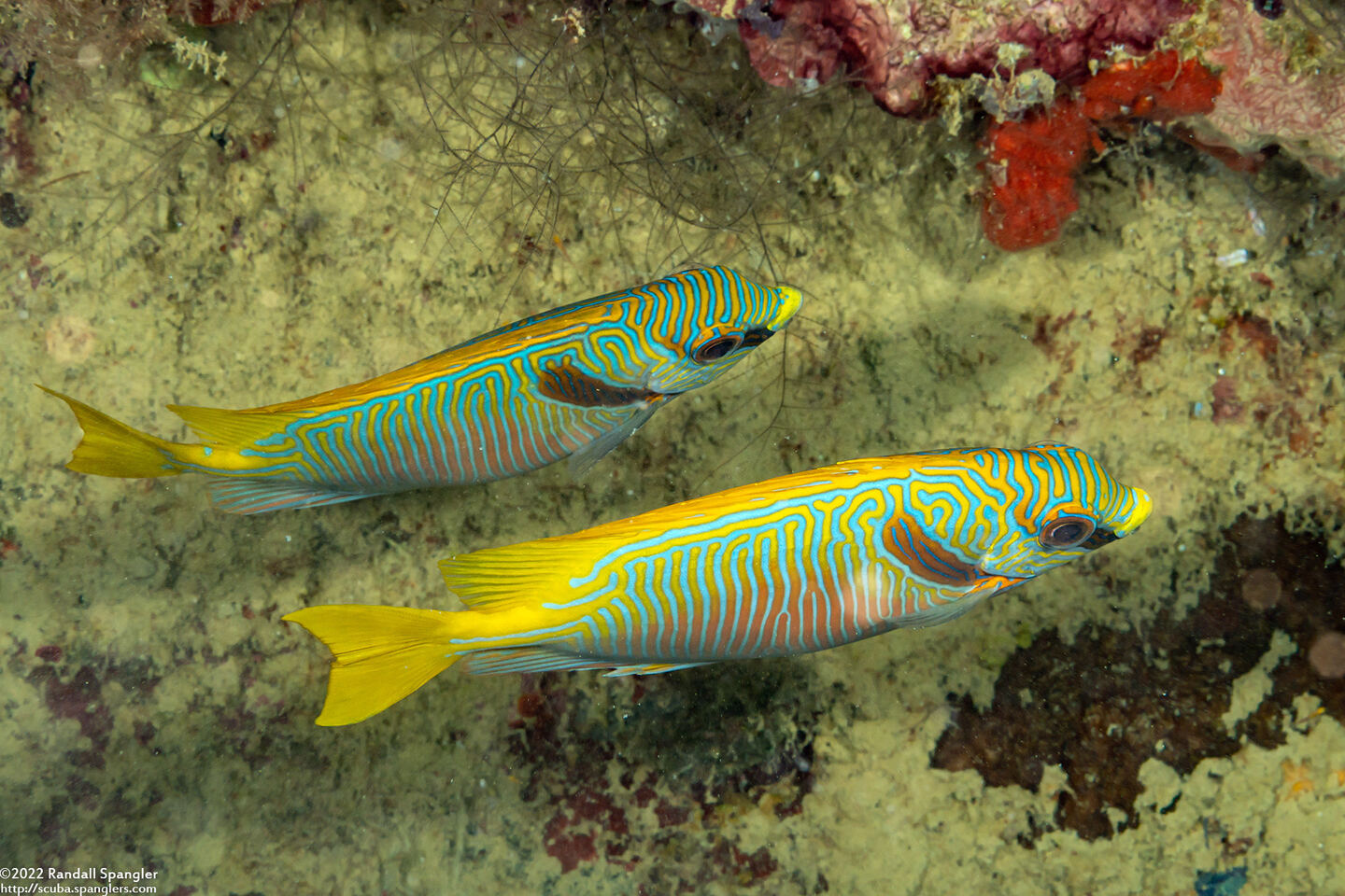 Siganus doliatus (Barred Rabbitfish)