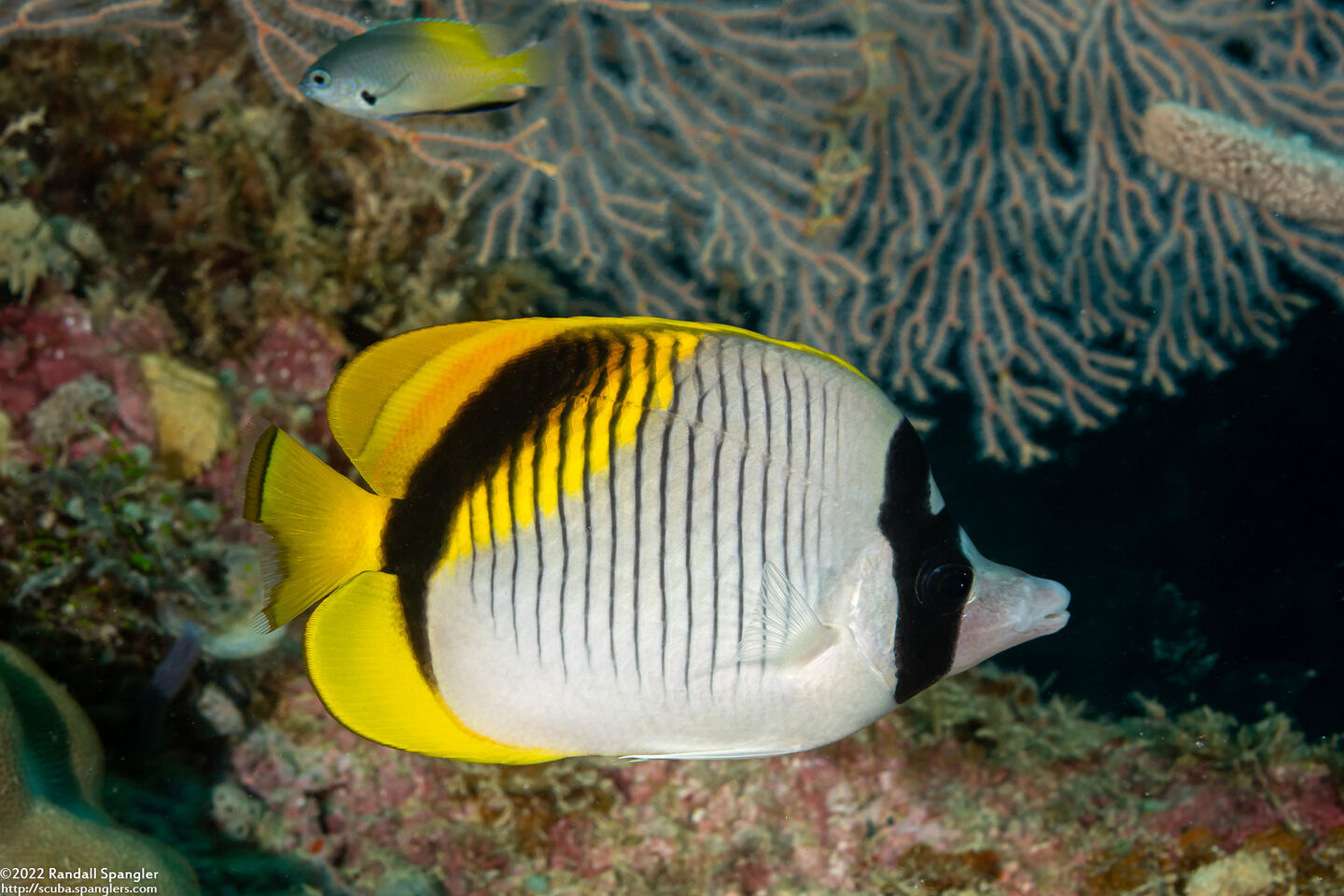 Chaetodon lineolatus (Lined Butterflyfish)