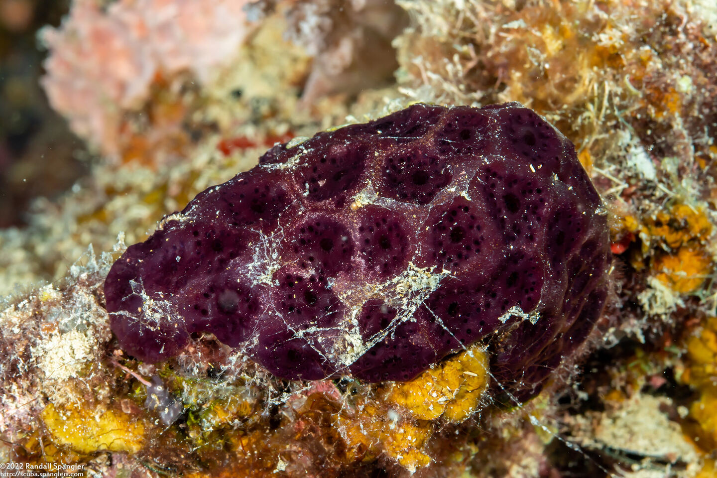 Eudistoma reginum (Eudistoma Reginum)