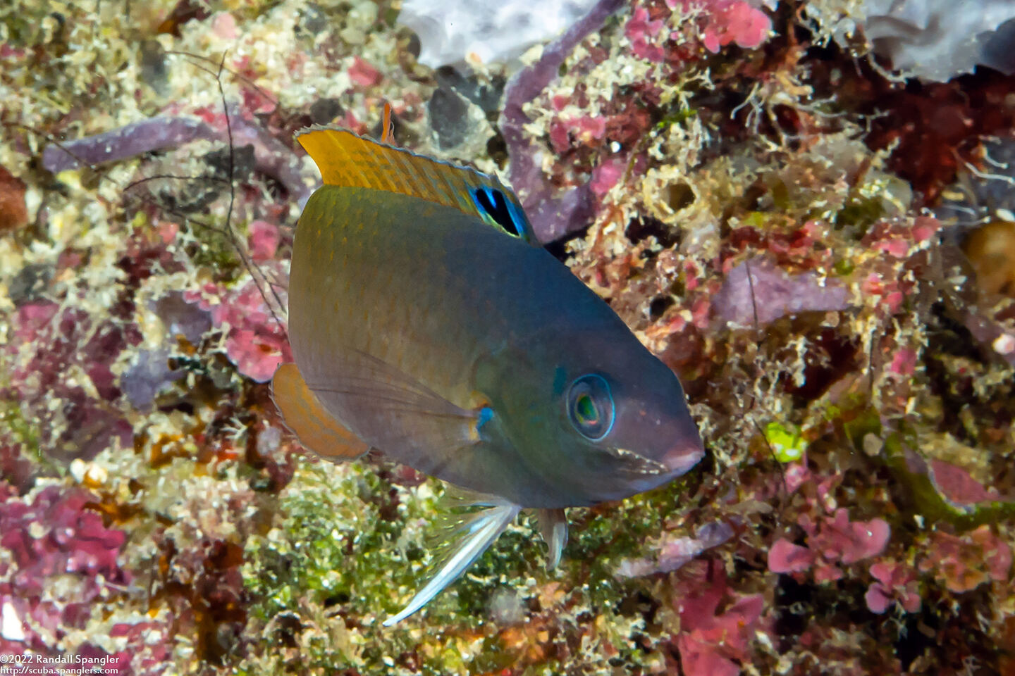 Halichoeres prosopeion (Twotone Wrasse)