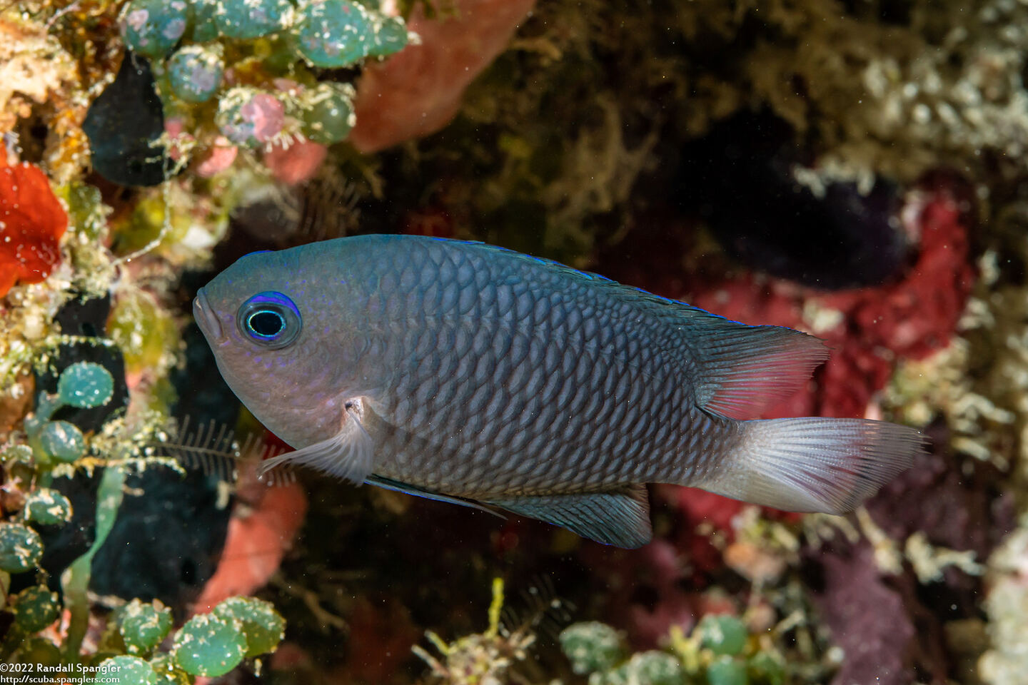 Pomacentrus emarginatus (Outer Reef Damsel)