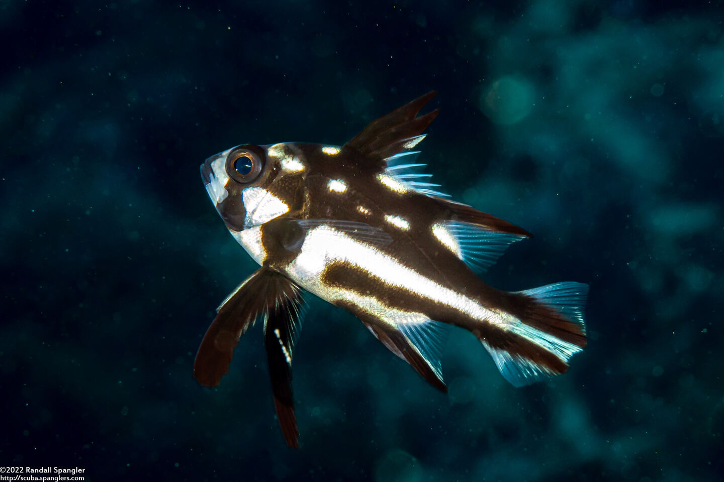 Macolor macularis (Midnight Snapper)