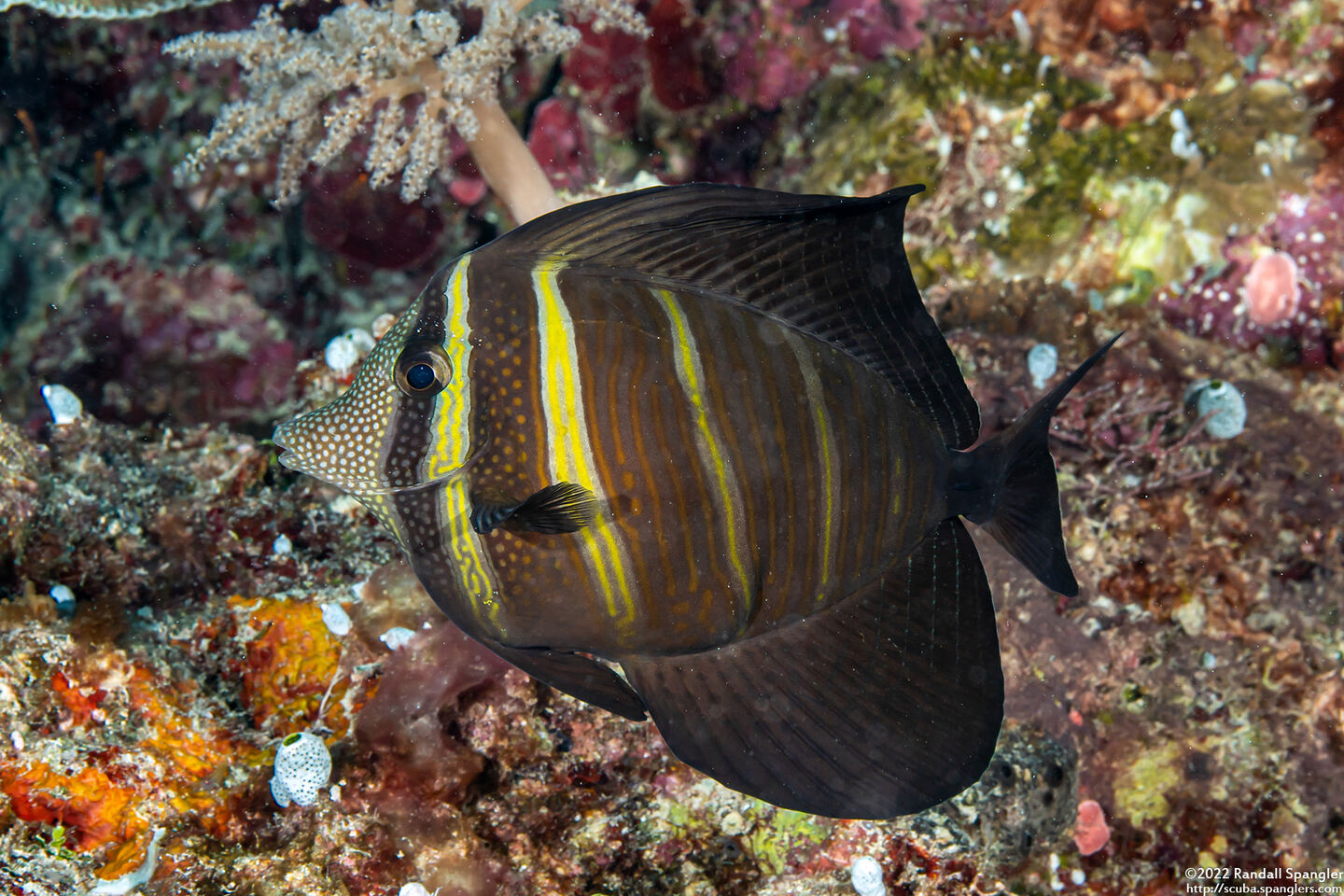 Zebrasoma veliferum (Pacific Sailfin Tang)