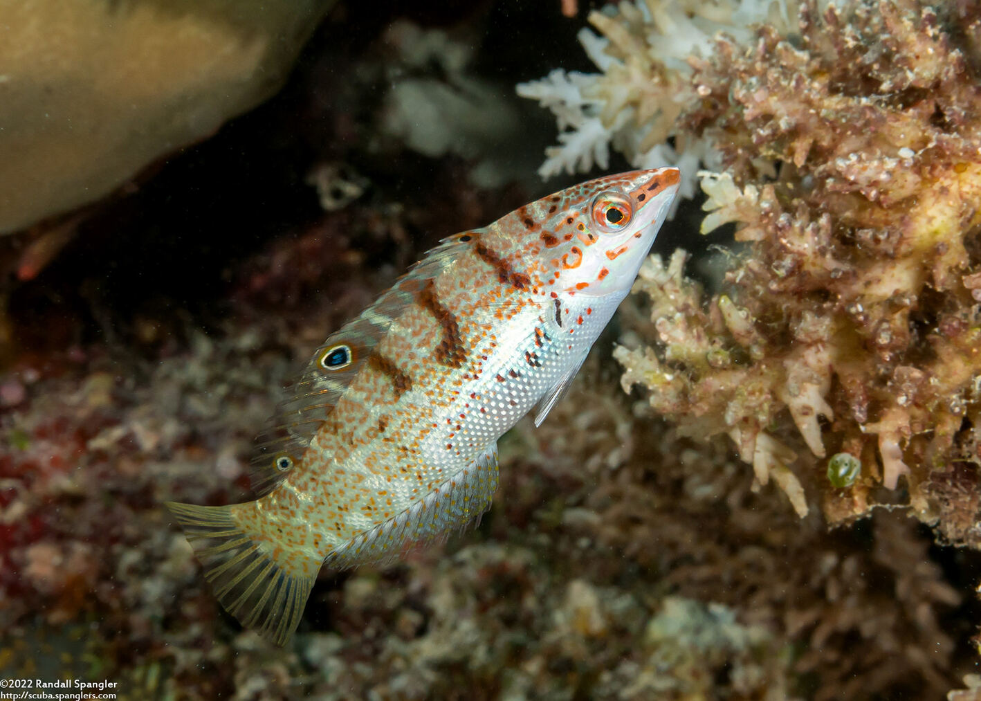 Coris batuensis (Batu Coris)