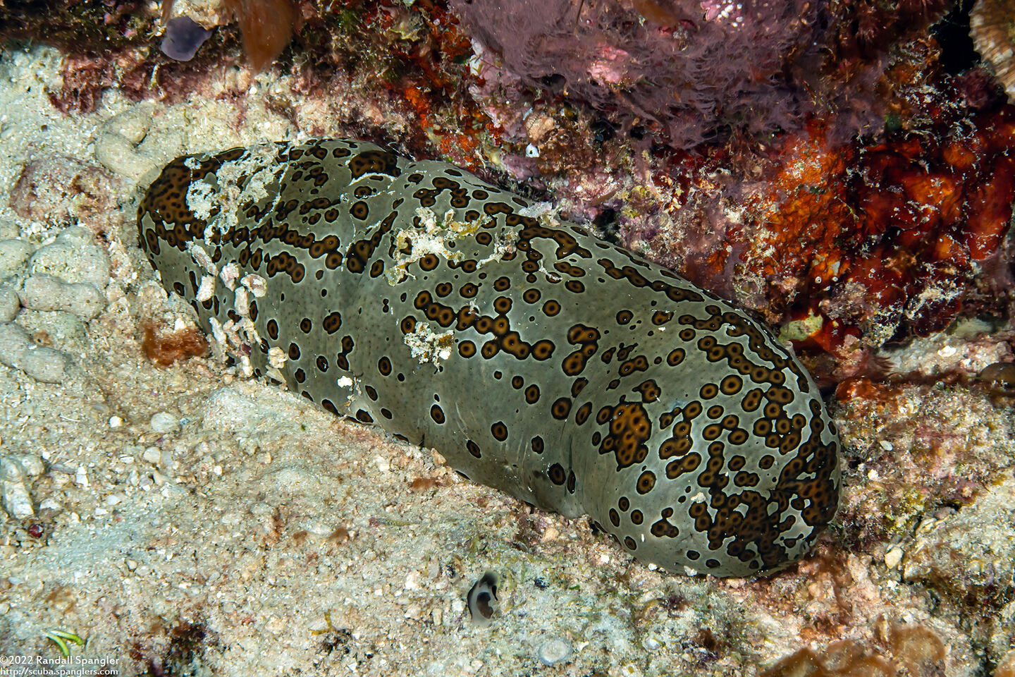 Bohadschia argus (Argus Sea Cucumber)
