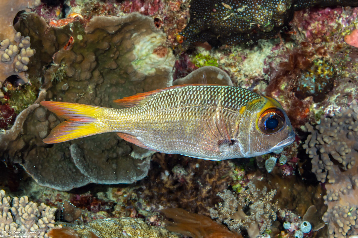 Monotaxis heterodon (Redfin Bream)