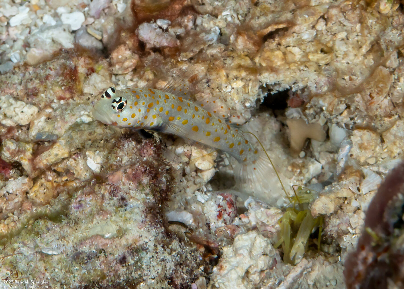 Amblyeleotris guttata (Spotted Shrimpgoby)
