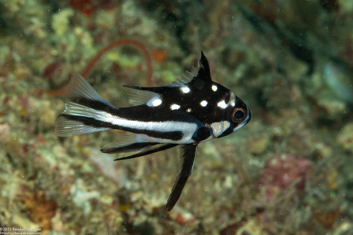 Macolor macularis (Midnight Snapper)