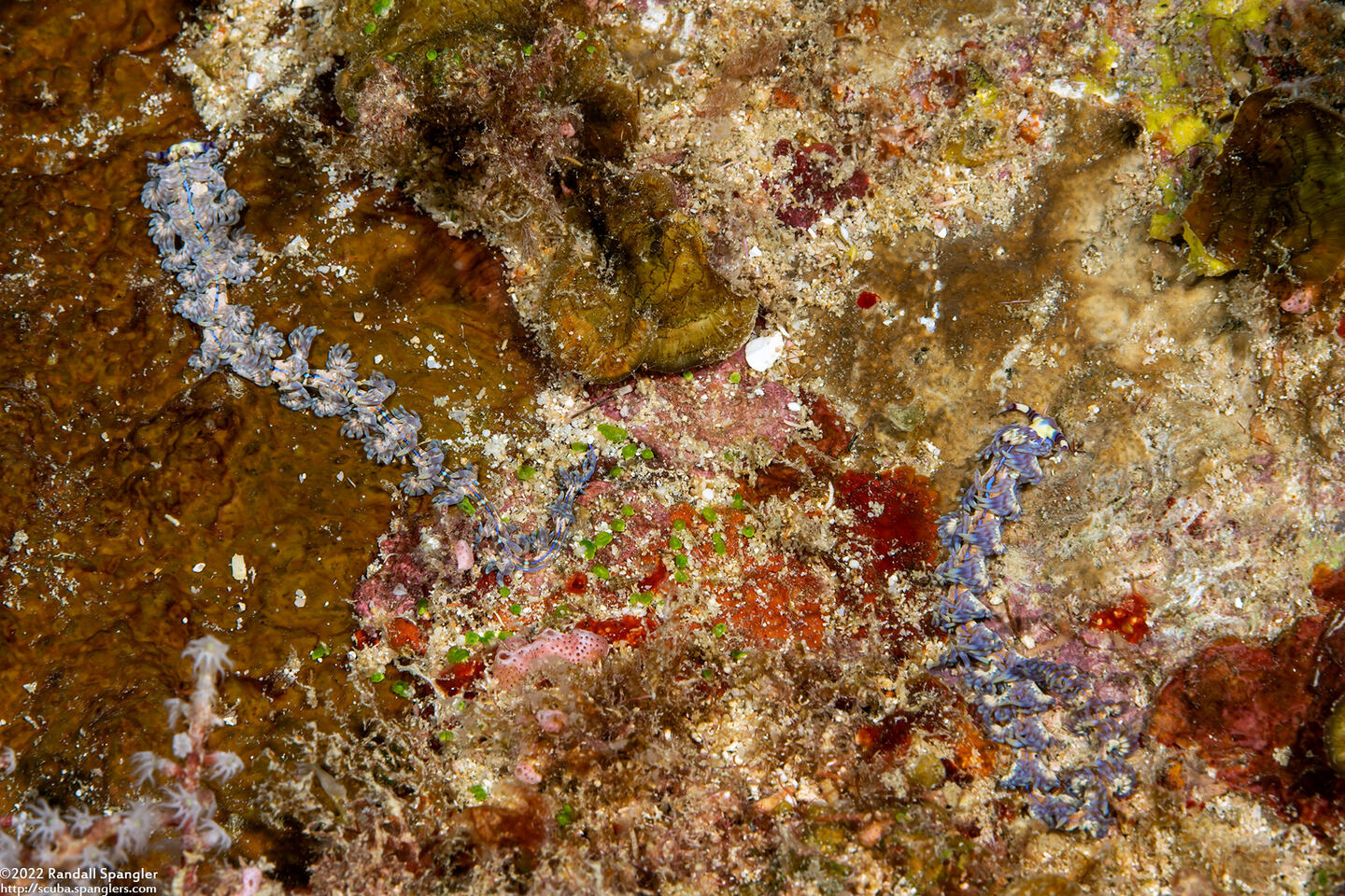 Pteraeolidia semperi (Blue Dragon Nudibranch)