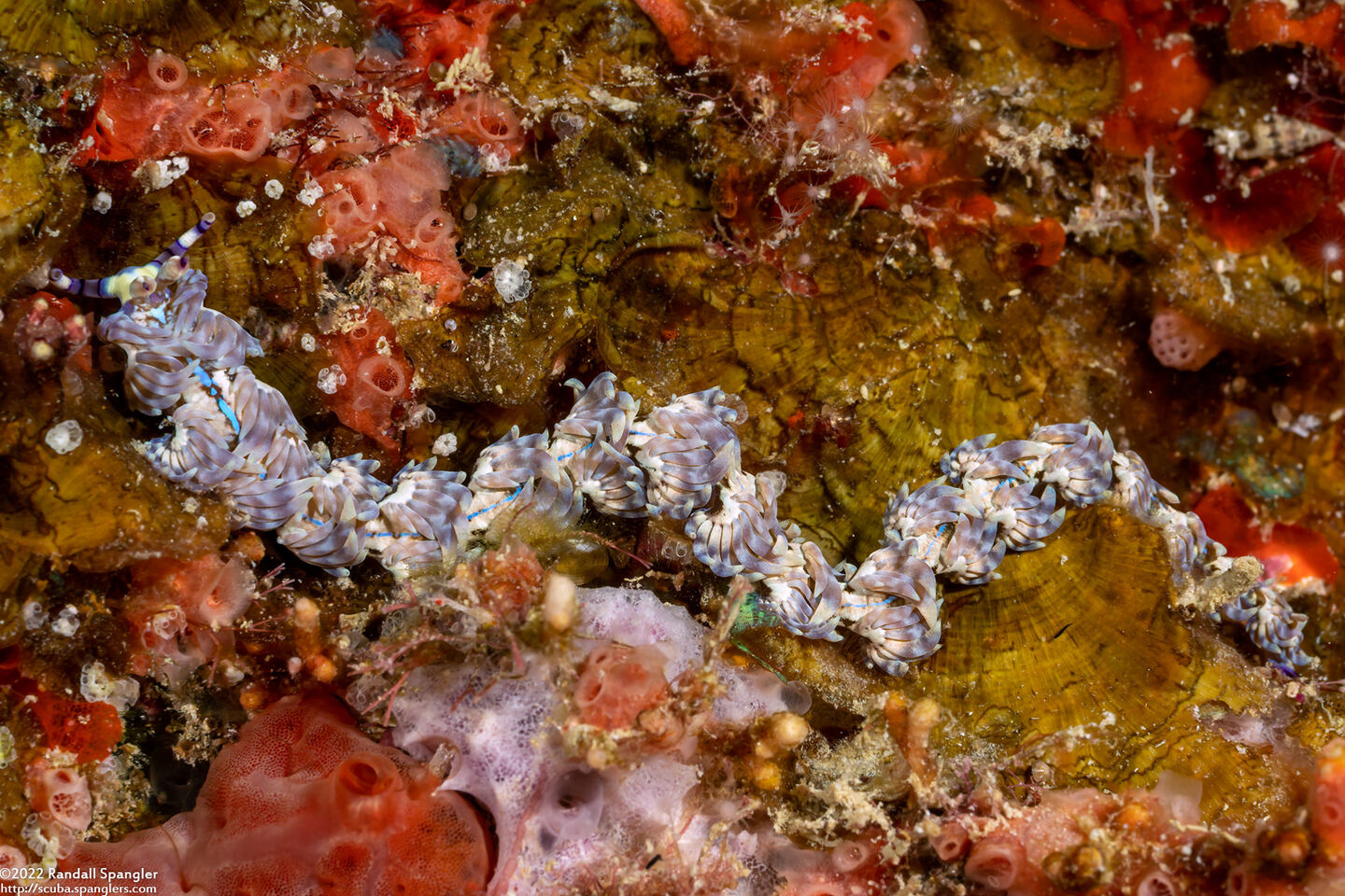 Pteraeolidia semperi (Blue Dragon Nudibranch)