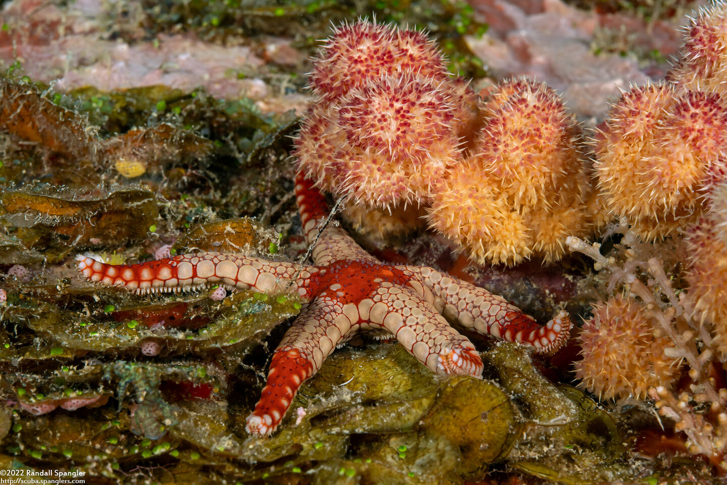 Fromia monilis (Peppermint Sea Star)