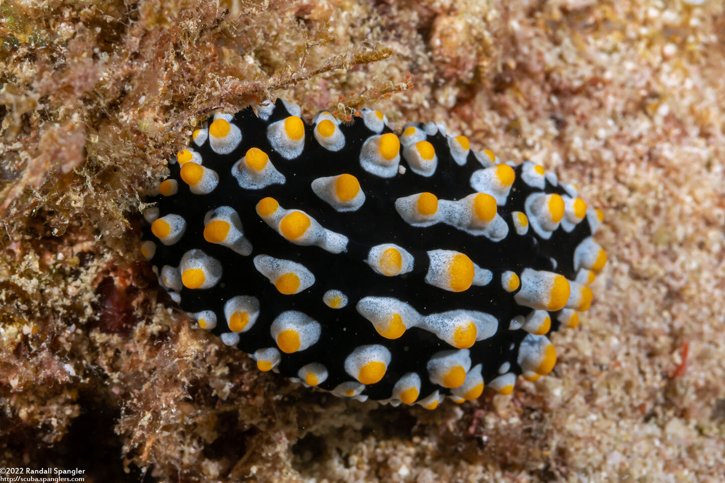 Phyllidia varicosa (Varicose Phyllidia)