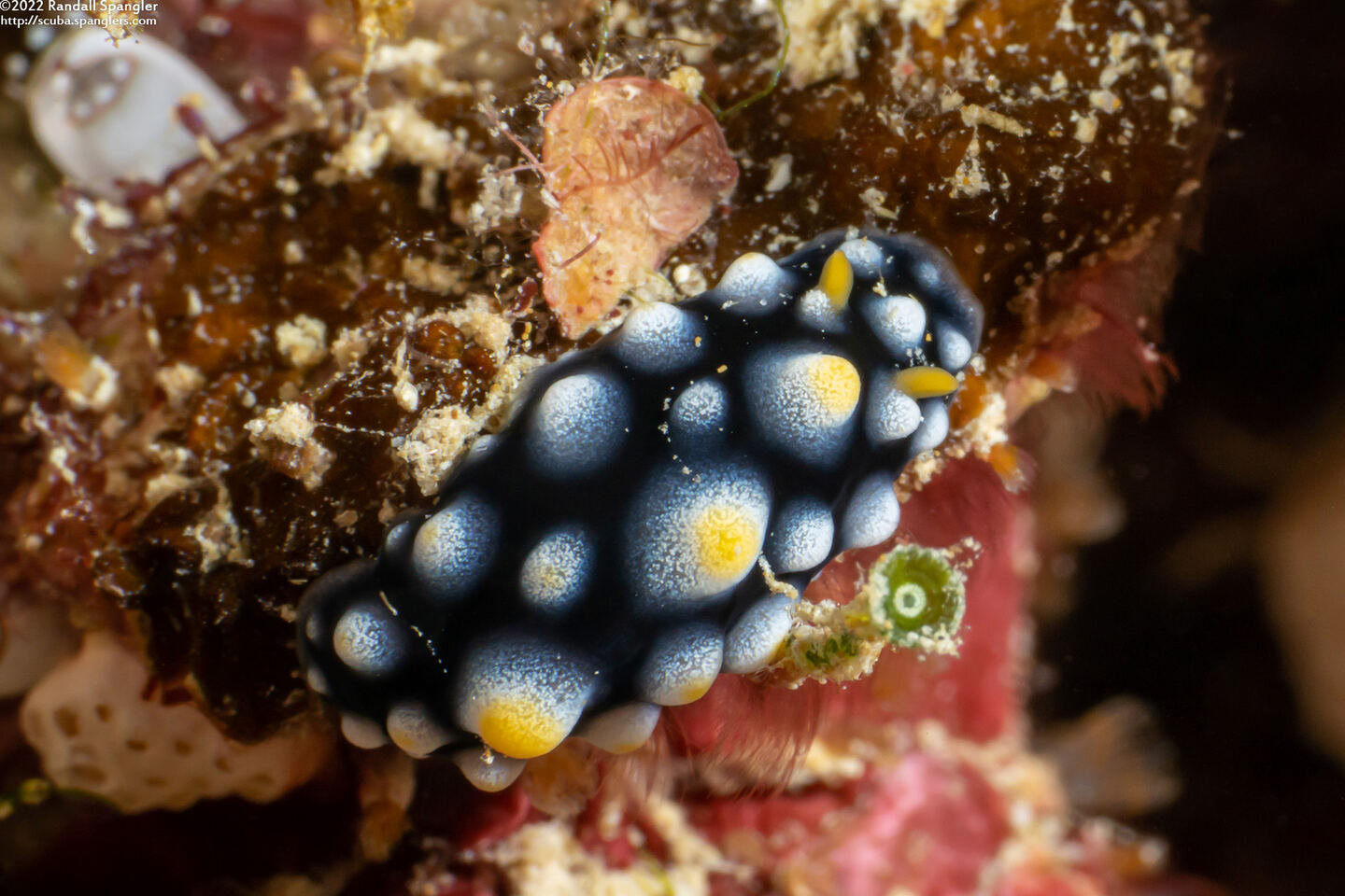 Phyllidia guamensis (Guam Phyllidia)