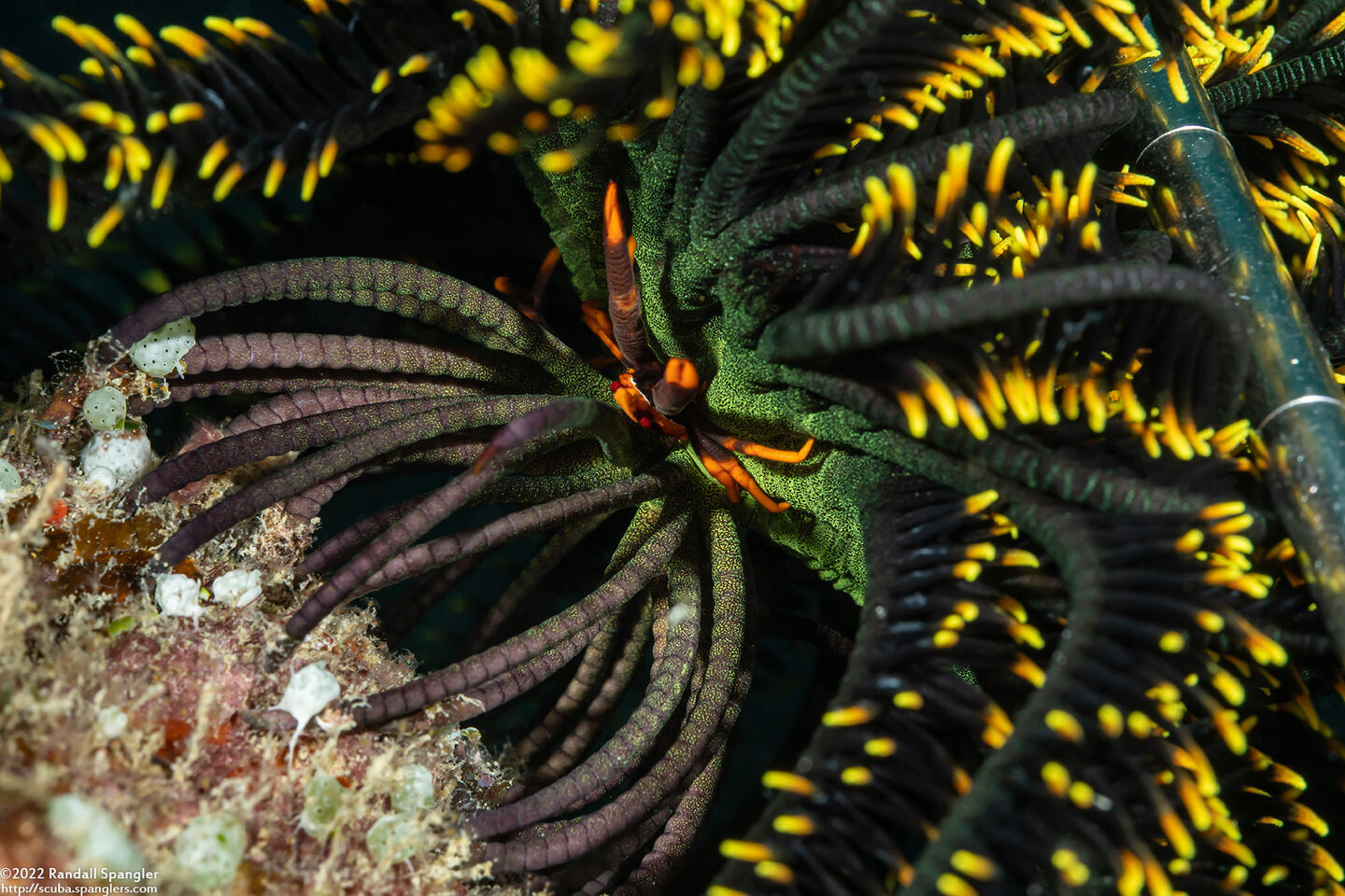 Allogalathea babai (Baba's Crinoid Squat Lobster)