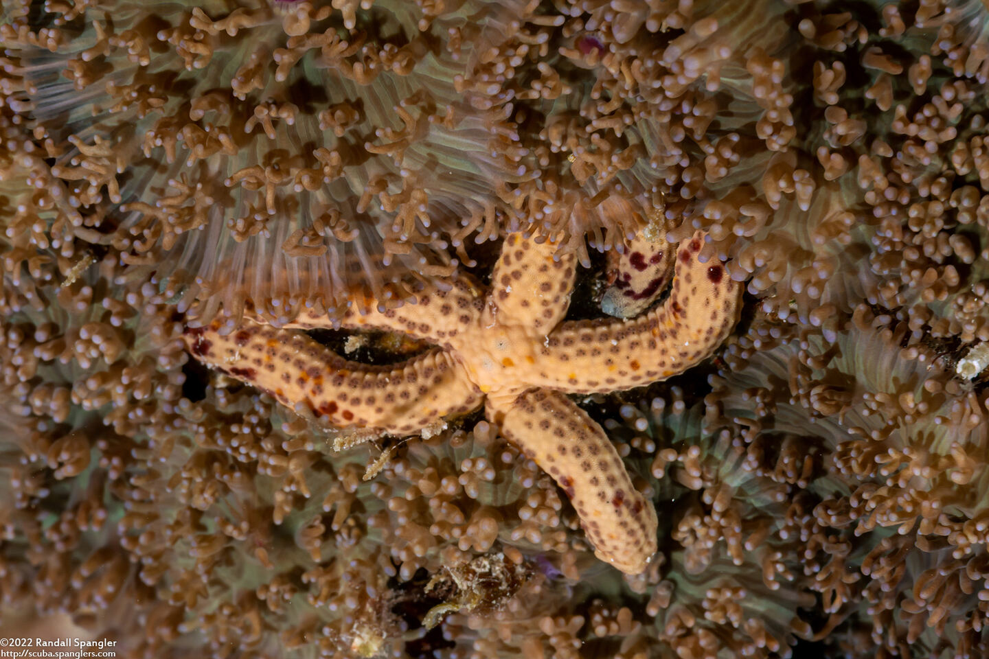Linckia multifora (Multipore Sea Star)