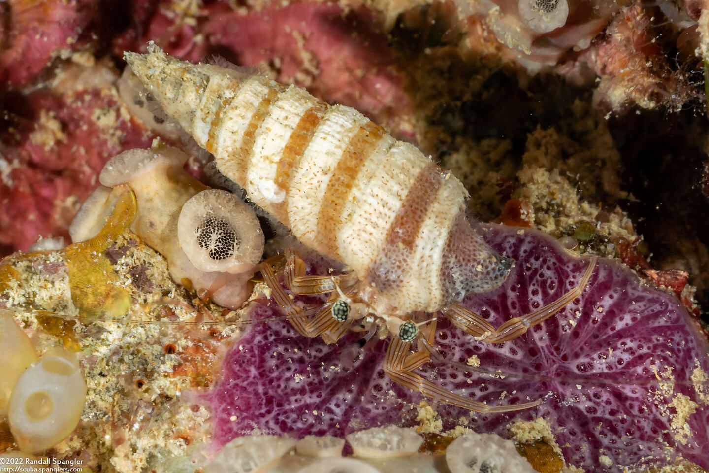 Pagurixus rubrovittatus (Tiny Hermit Crab)