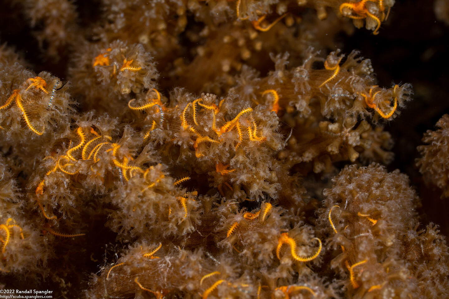 Ophiothela mirabilis (Six-Arm Brittle Star)