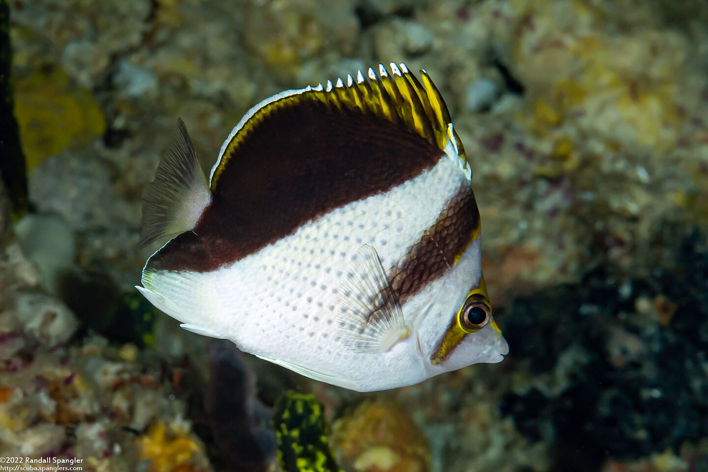 Chaetodon burgessi (Black and White Butterflyfish)