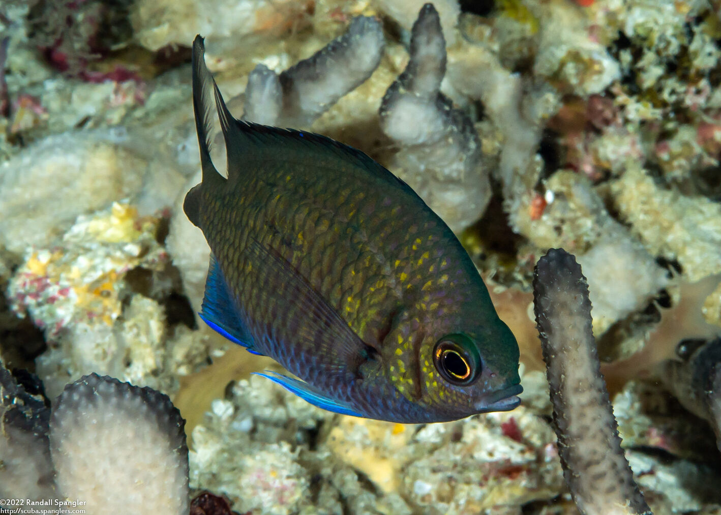 Chromis kennensis (Kenn Reef Chromis)