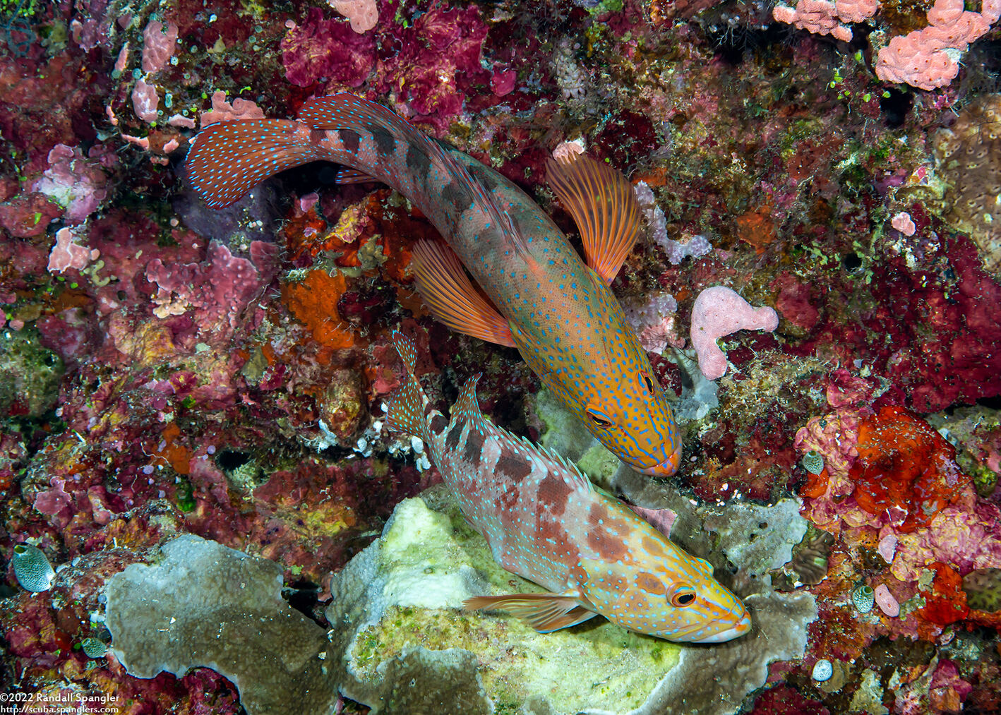 Cephalopholis sexmaculata (Saddle Grouper)