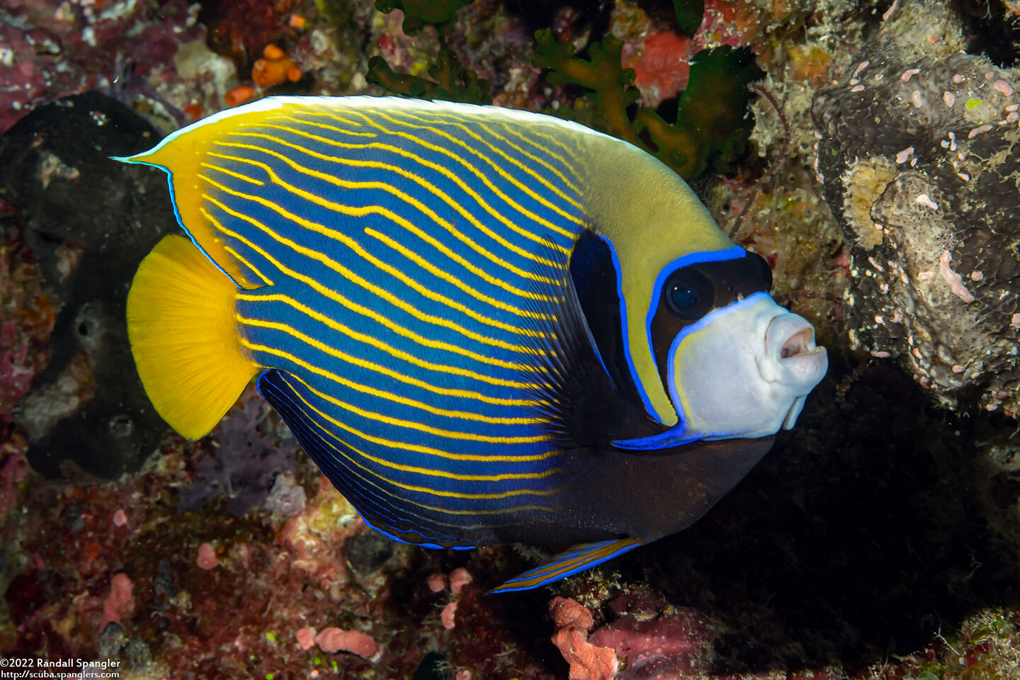 Pomacanthus imperator (Emperor Angelfish)