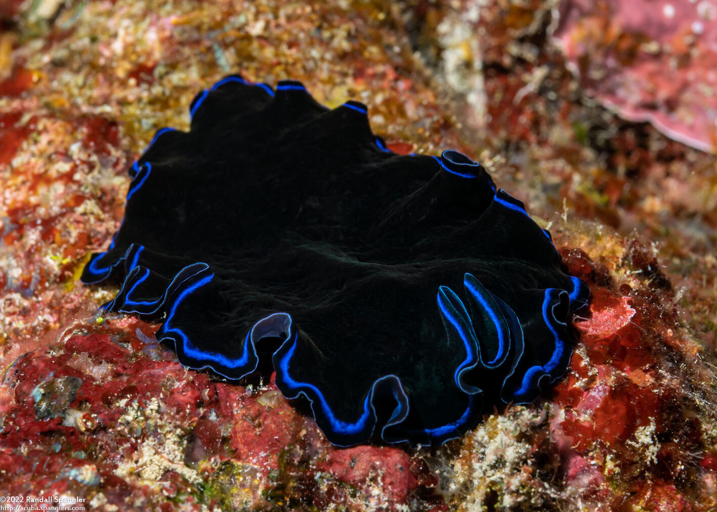 Pseudoceros sapphirinus (Sapphire Flatworm)